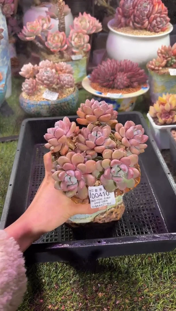 【闪购商品】00410