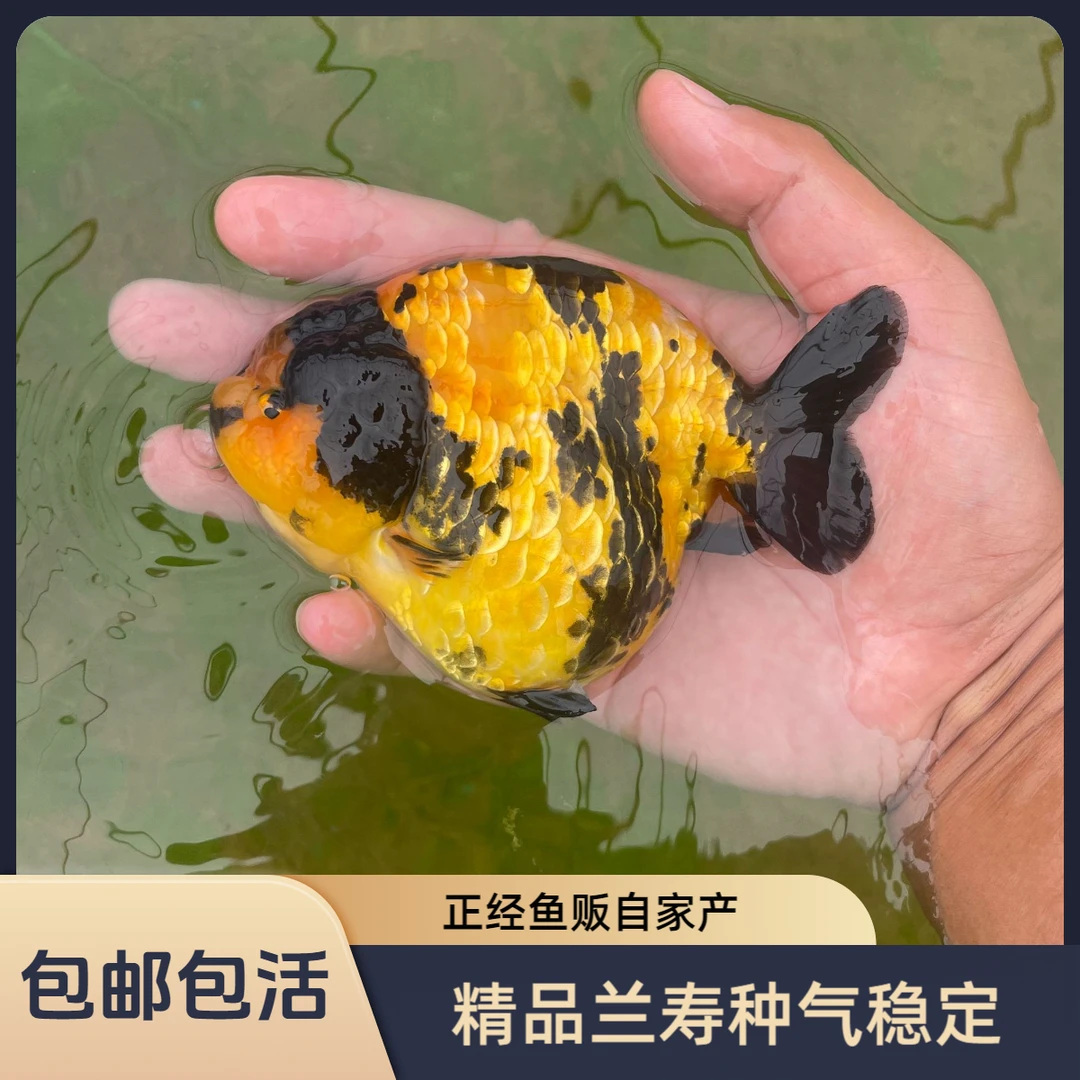 正经鱼贩 种气稳定 精品兰寿实物以直播间为准一鱼一拍