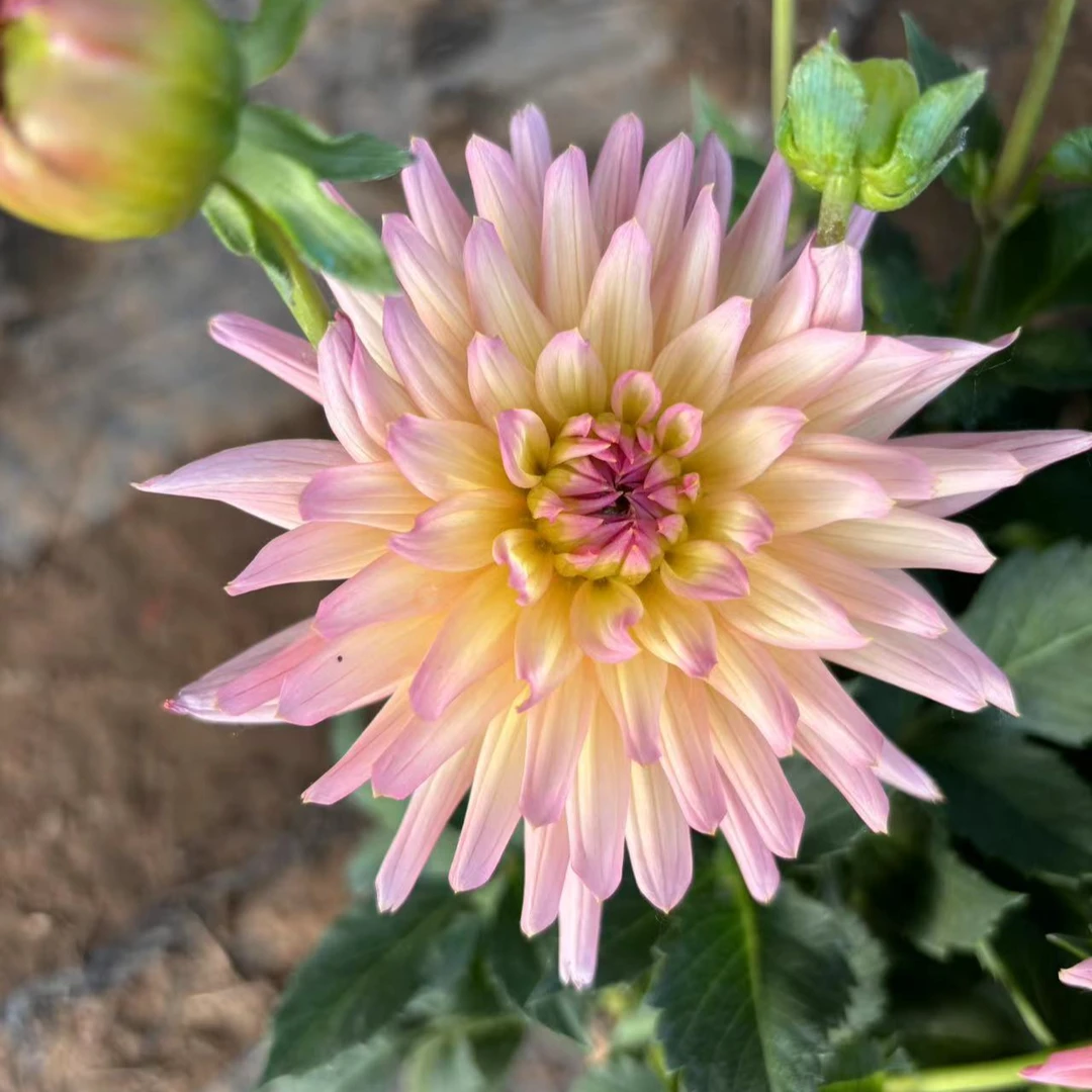 【粉精灵】重瓣大丽花盆栽带花苞发货四季开花特色花卉绿植橙色