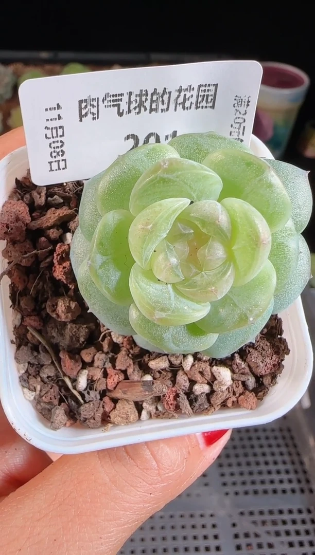 1108-201星月麦秆群不包整