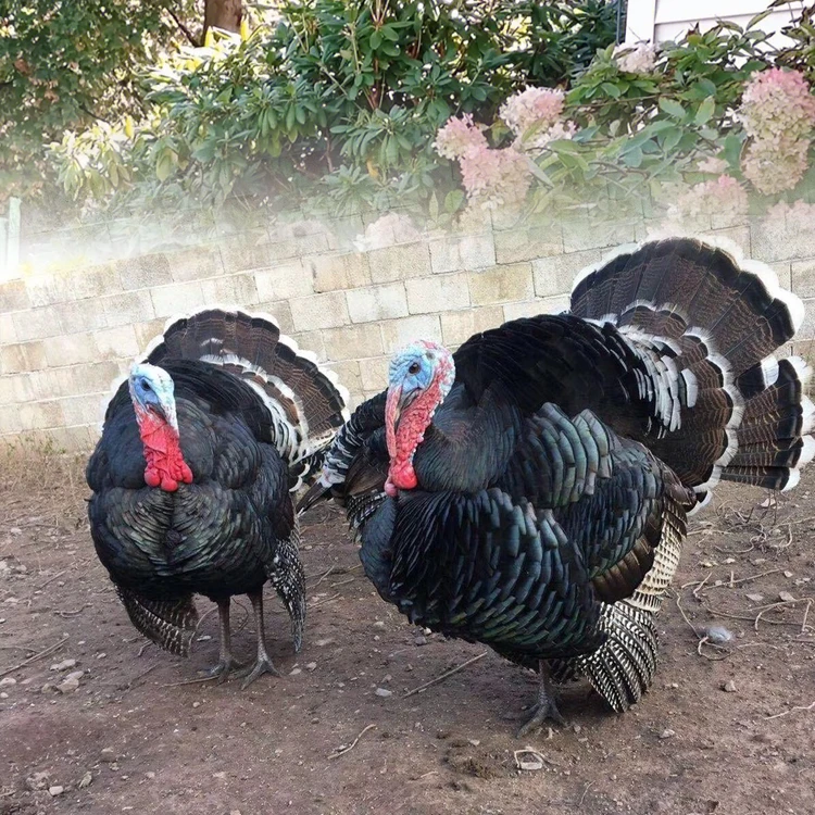 宠物鸡 脱温大种贝蒂娜火鸡  一斤尼古拉 半斤青铜火鸡包邮包活