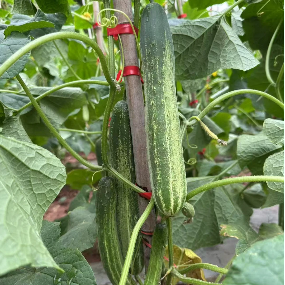 【勤哥严选】新鲜采摘农家黄瓜/【5斤装】