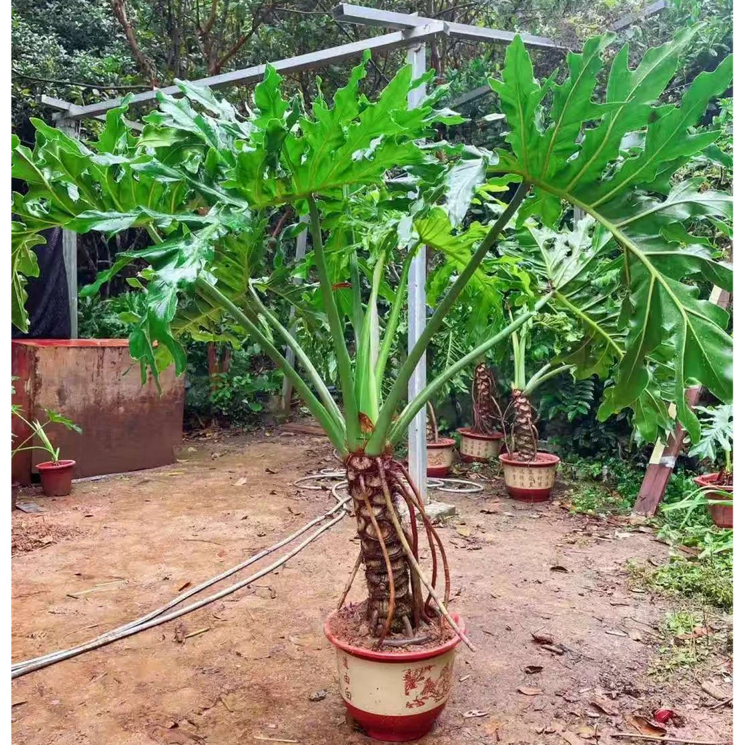 龙麟春雨老庄大型盆栽室内大型绿植室内花卉观叶观杆绿植千年木