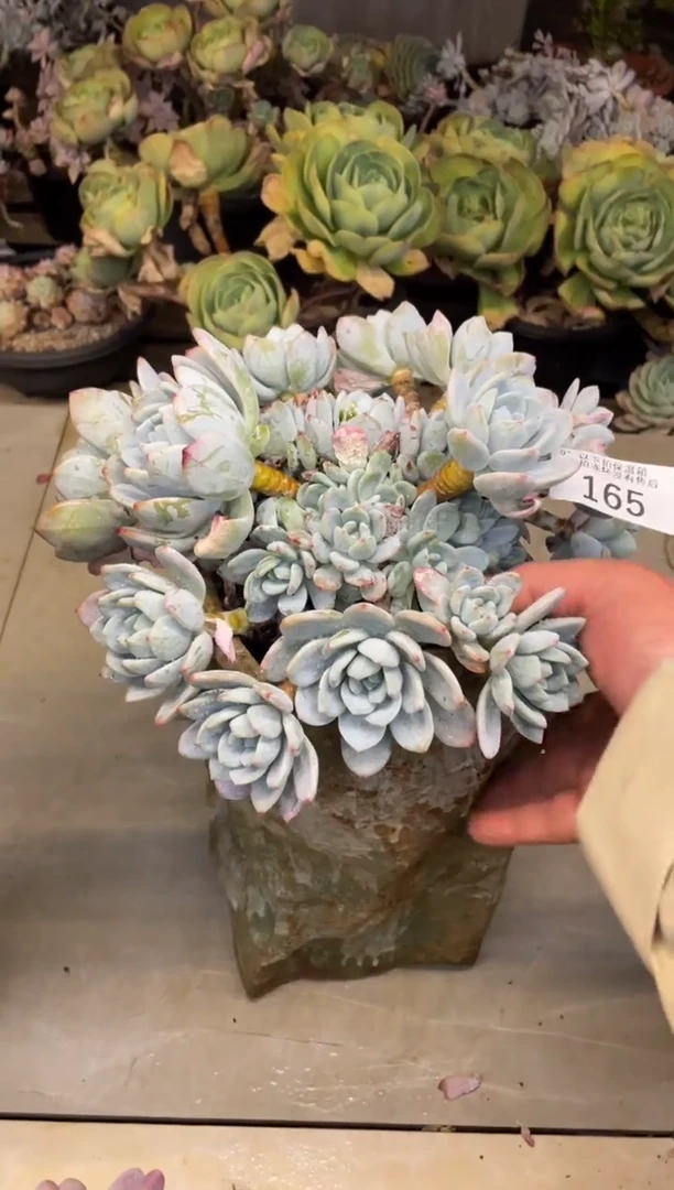 【闪购商品】165冷香