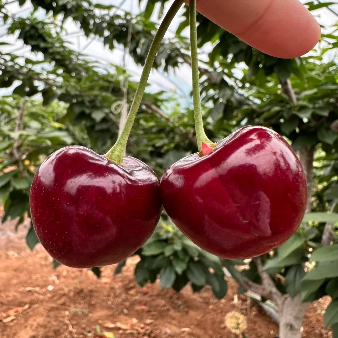 【超脆双拼】冰酷樱桃+红绣球樱桃果园直发 现摘现发孕妇水果顺丰