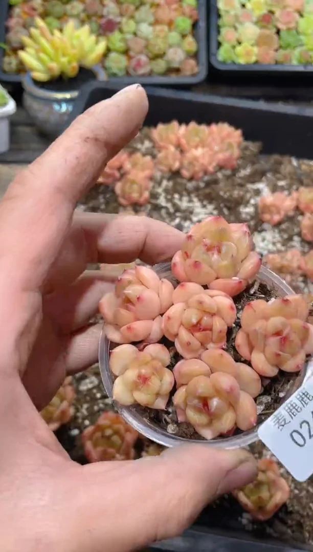 026甜橙晶晶     量拍