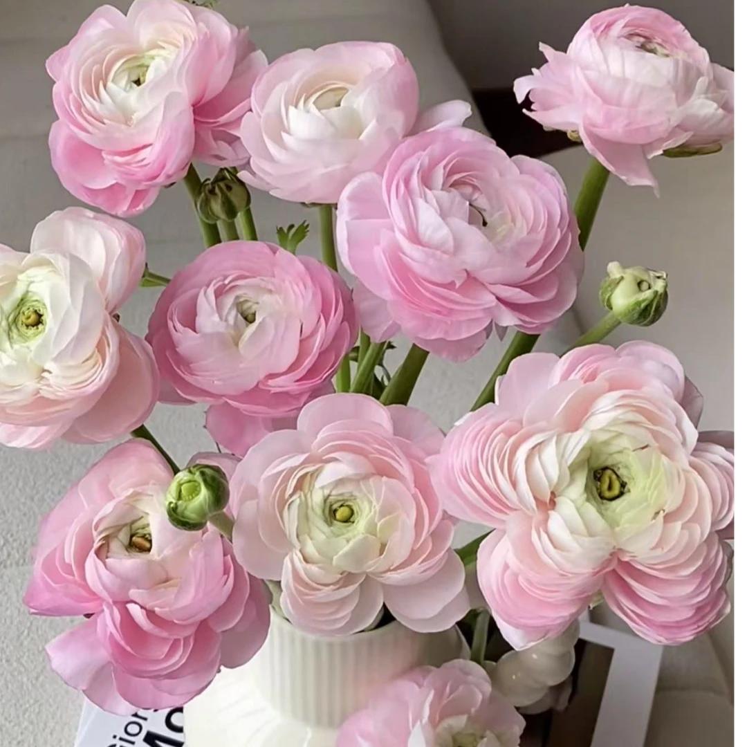 春日限定，季节性鲜花 重瓣洋牡丹百分之10不售后