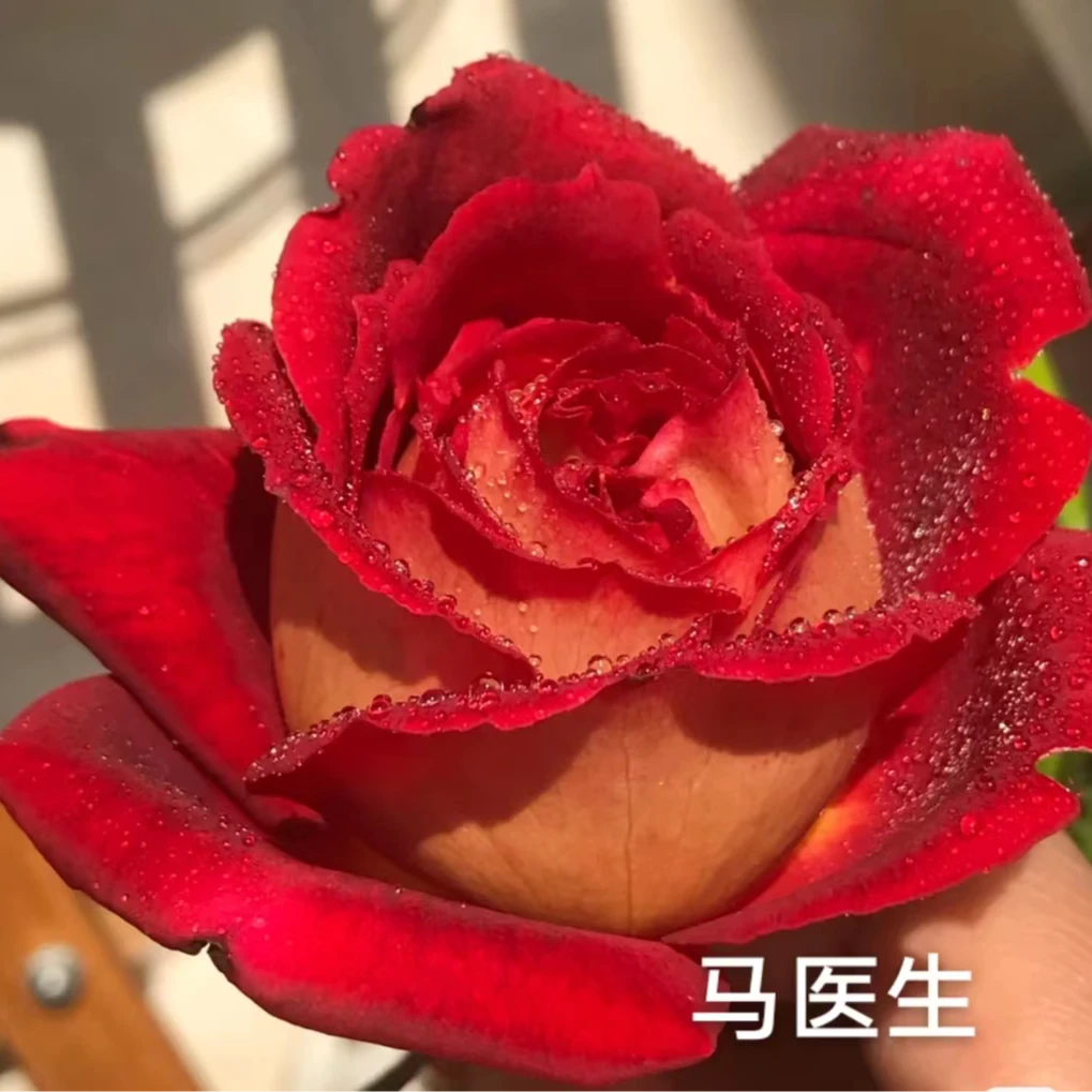 花妖【马医生中苗】大花