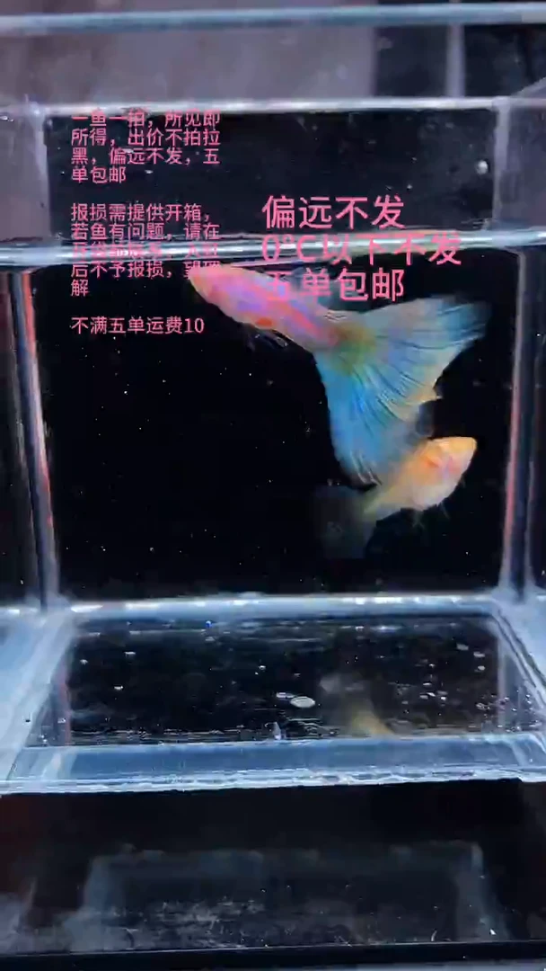 孔雀鱼孔雀鱼 20