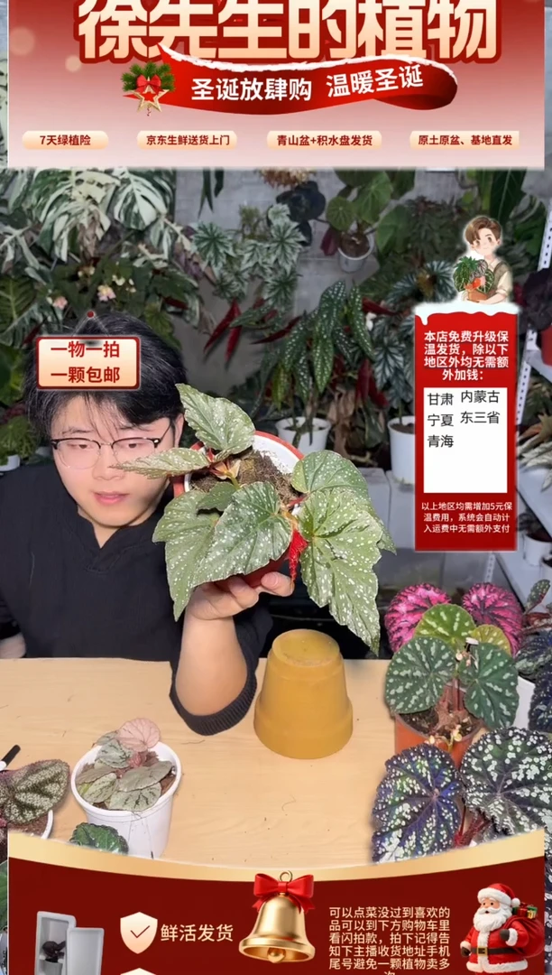 完全开放繁星秋海棠