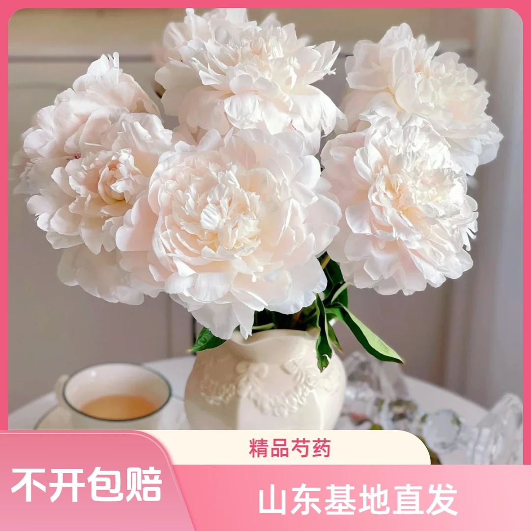 【现货】杨妃出浴 芍药鲜花 山东基地直发