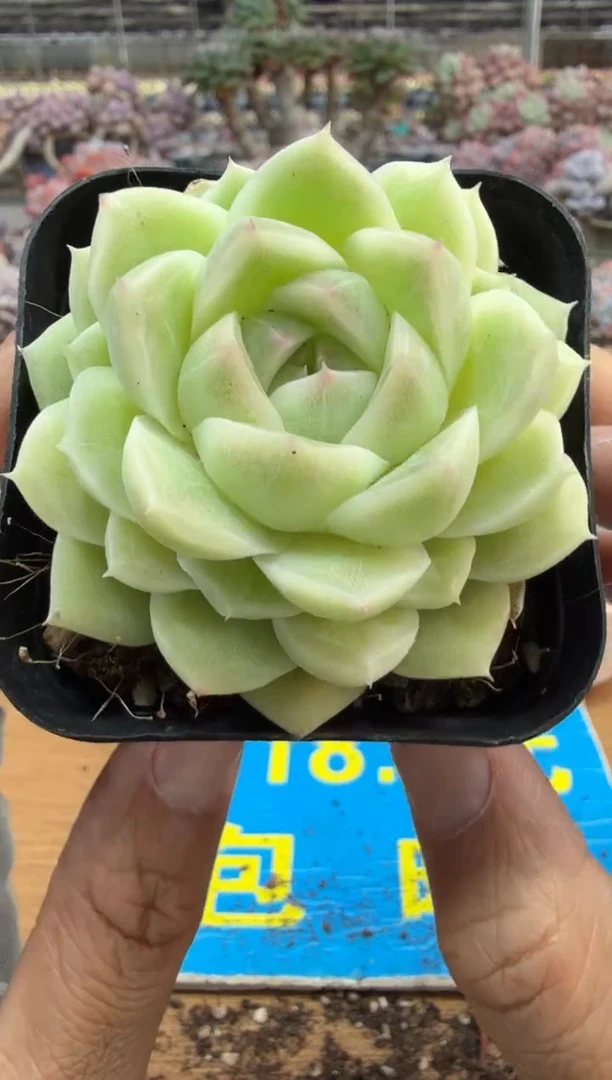 东云多肉园二店-696