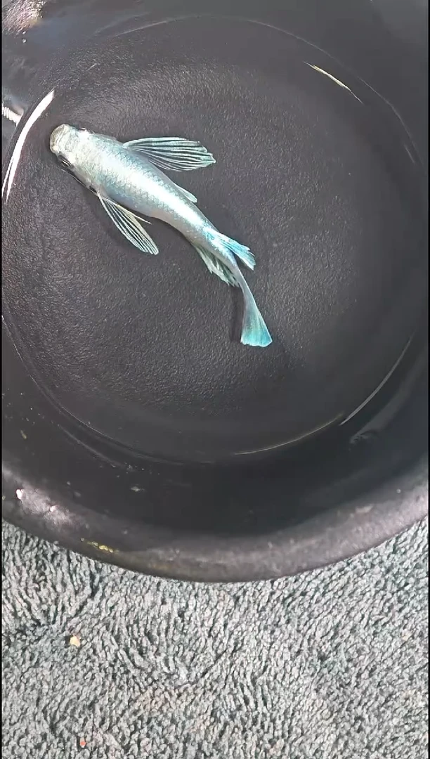 青鳉鱼观背青鳉02