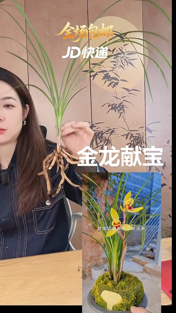 当前无花栽培后可以开花：金龙献宝