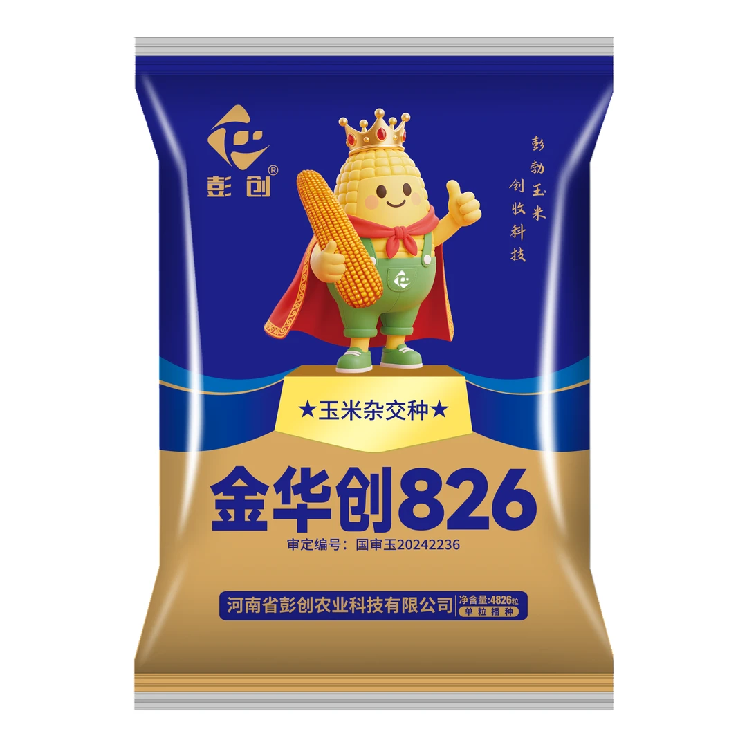 【金华创826】高产优质玉米新品种 抗性好根系发达