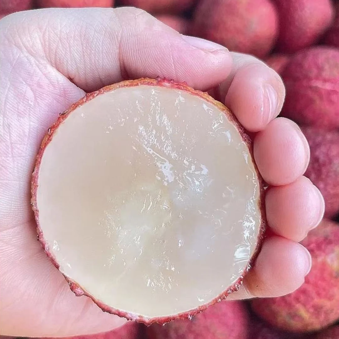 正宗无核荔枝苗耐寒品种南方北方种植海南品种树苗当年结果