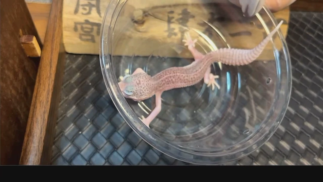 豹纹守宫豹纹守宫拾陆