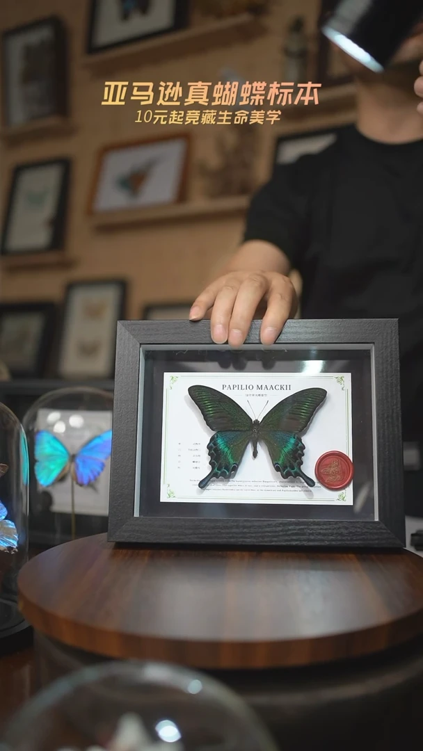 有机玻璃绿带翠凤蝶夏型国风版