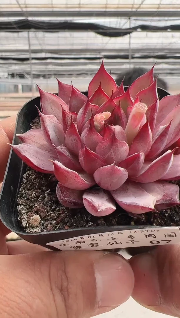 【闪购商品】紫霞仙子-7