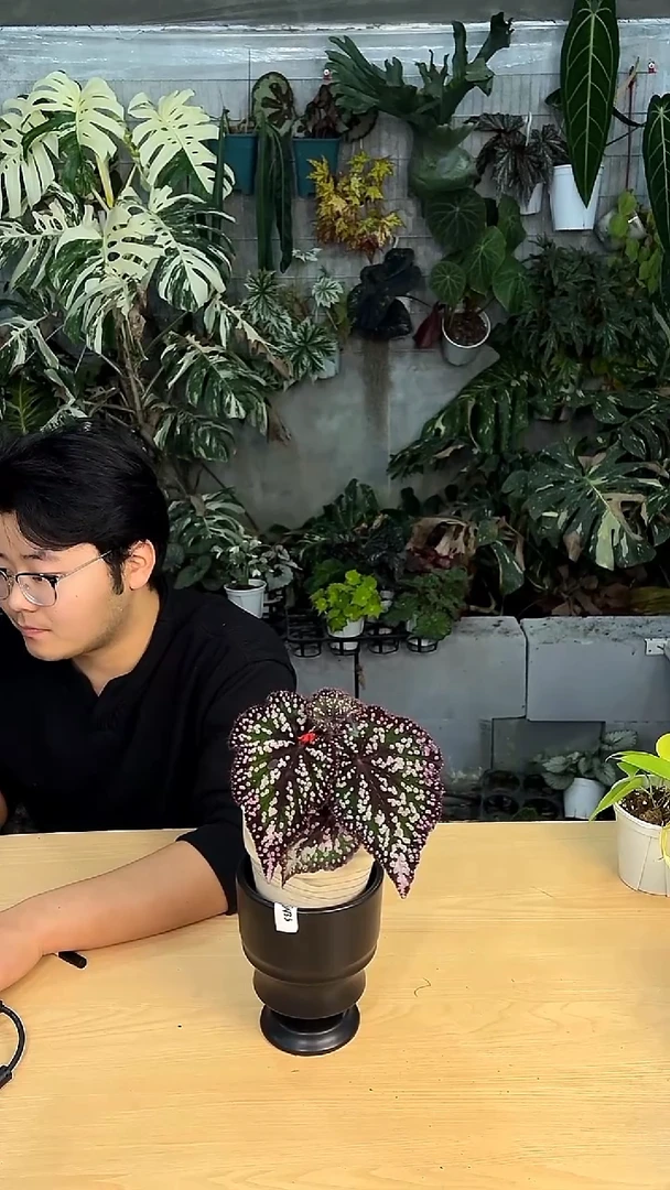 完全开放M豆秋海棠