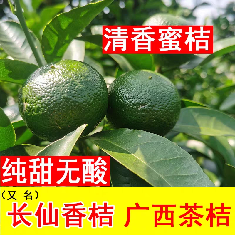 广西桂林应季水果清香蜜桔清香桔纯甜无酸不打药不催熟