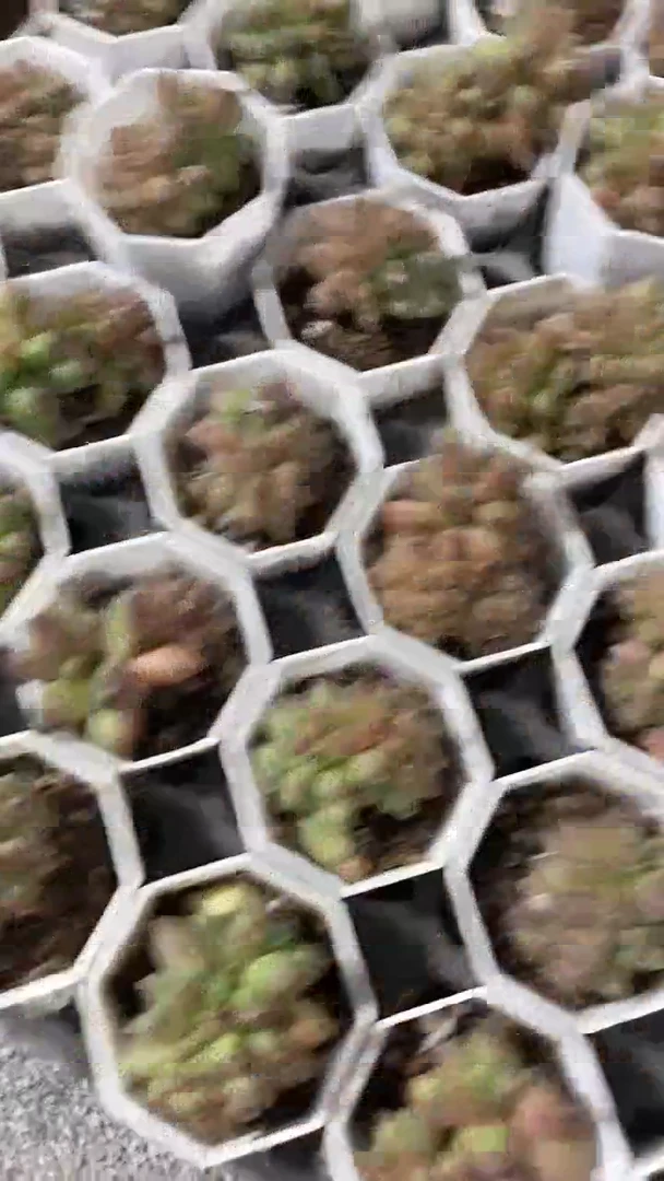 【闪购商品】八角杯千代田缀化多肉