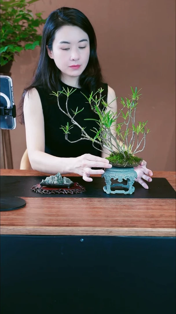 无花朵栀子花盆景盆景盆景