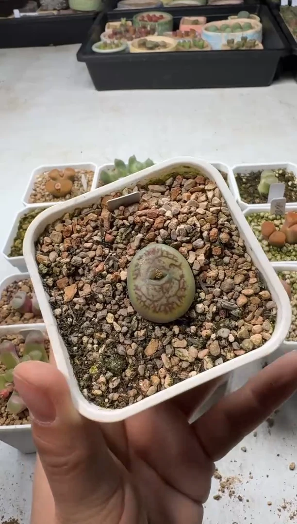 【闪购商品】1/23-169