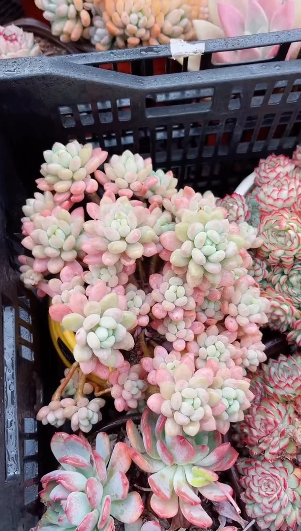 【闪购商品】06228