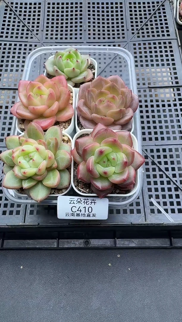 珍妮杂交多肉C410