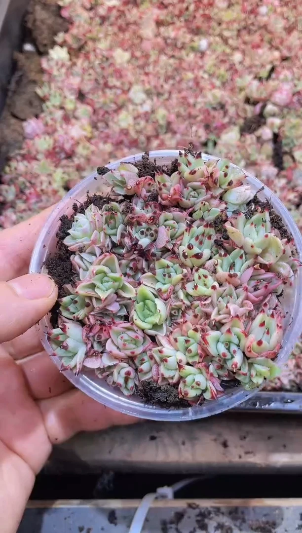 【闪购商品】004黑糖汁量拍1盒