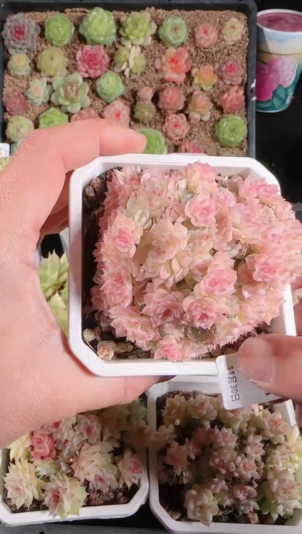 1130-362多肉群生不包整