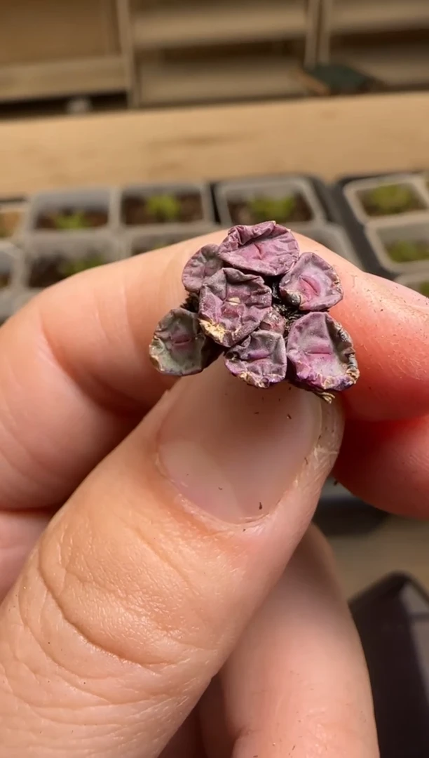 【闪购商品】14-52不售后