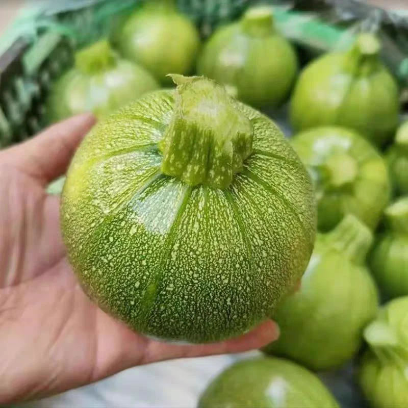 【5斤装】云南小圆瓜新鲜嫩南瓜现摘圆形绿皮嫩甜瓜农家蔬菜地雷瓜