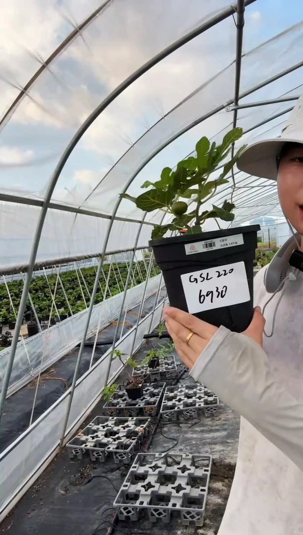 电****亿一物一拍 久留米 2.8L GSL220
