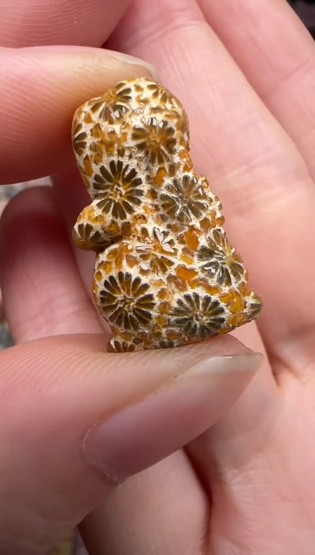 硅化珊瑚（珊瑚玉）未镶嵌颈饰097