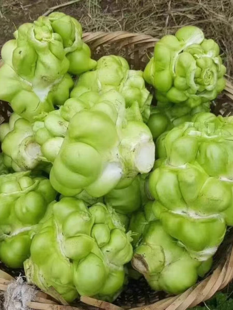 【榨菜种子】耐热耐寒秋播榨菜籽蔬菜种子阳台盆栽小院种植大榨菜籽