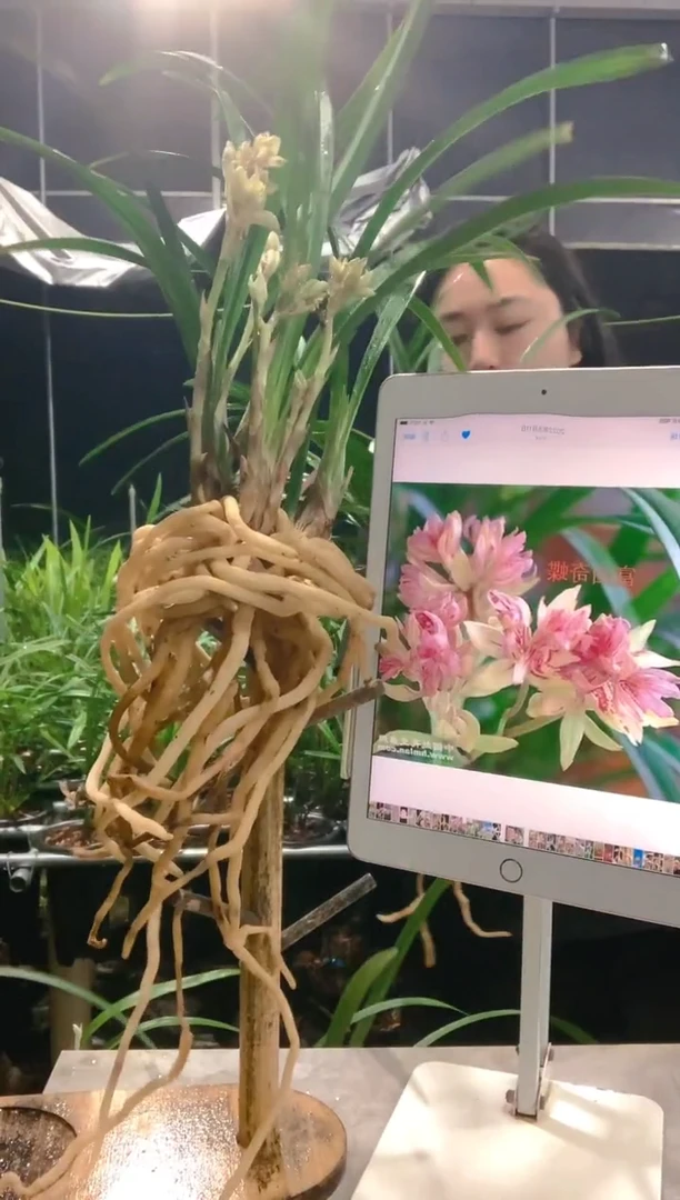 大部分开放少量花苞想**猫富山奇蝶