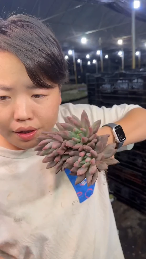 双头起虞美人2.99