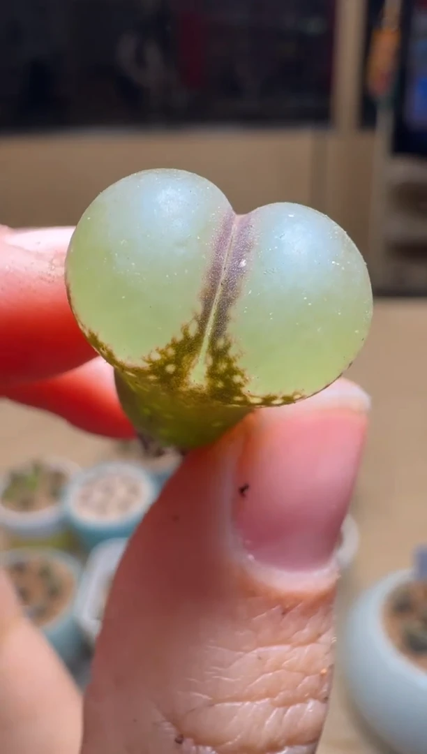 【闪购商品】1/24-249