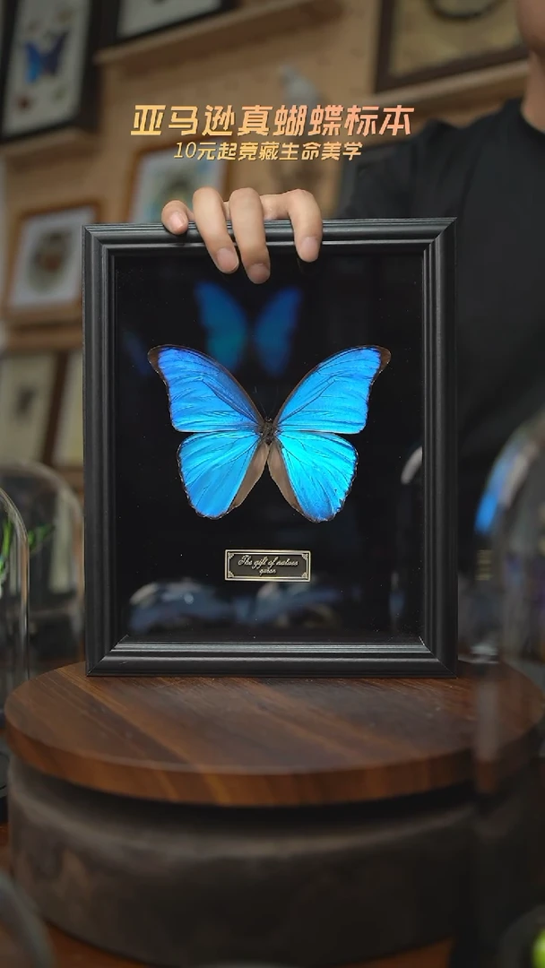 有机玻璃大蓝闪蝶黑绒底版10寸欧式框