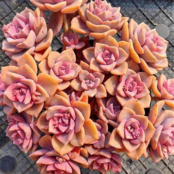 彩虹糖多肉植物大颗盆栽室内办公室桌面装饰满9.99包邮