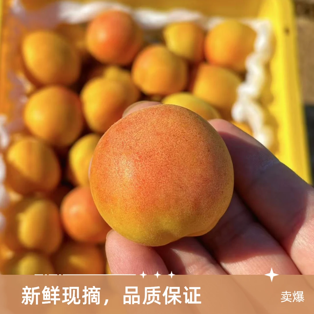 480-520g新疆一级吊干杏 新鲜采摘同城送口感bu新疆维吾尔自治区