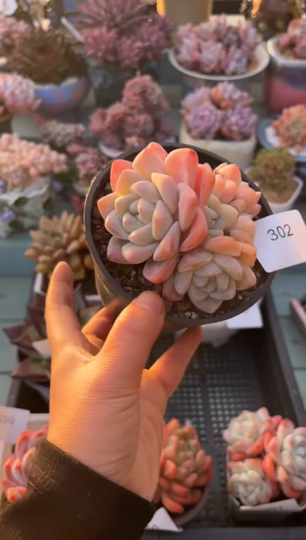 302群生七头冰玉多肉