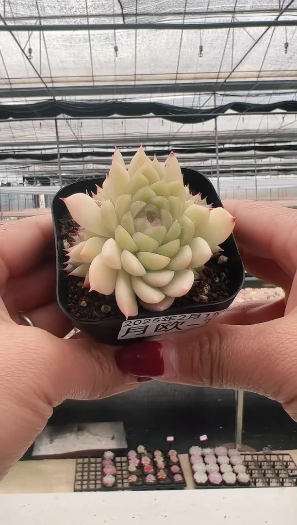 【闪购商品】月欧-12