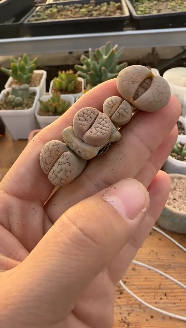 【闪购商品】9-392