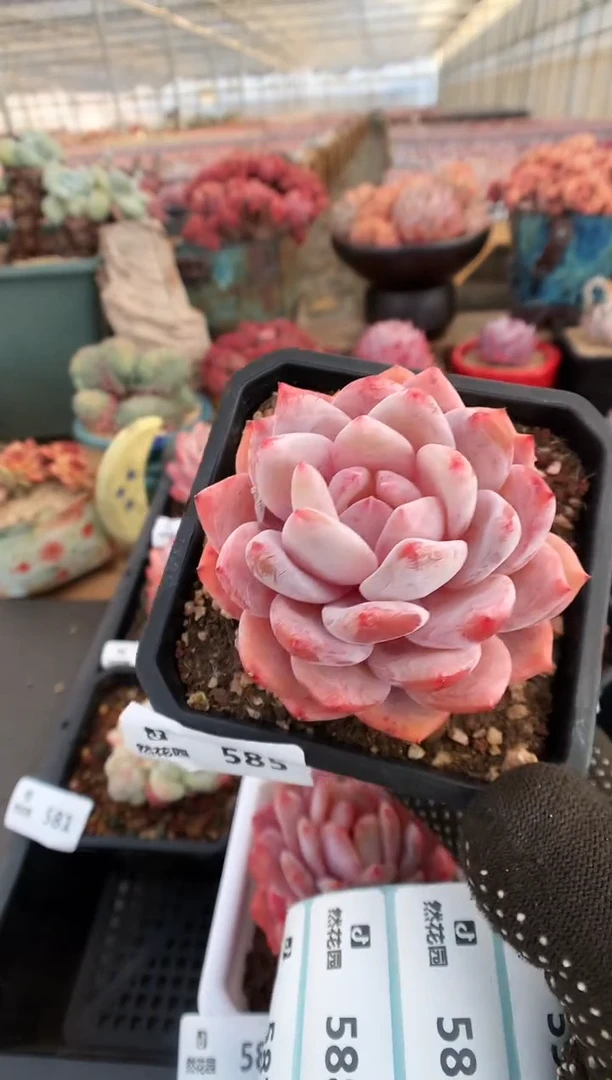 【闪购商品】585雪天使一物一拍