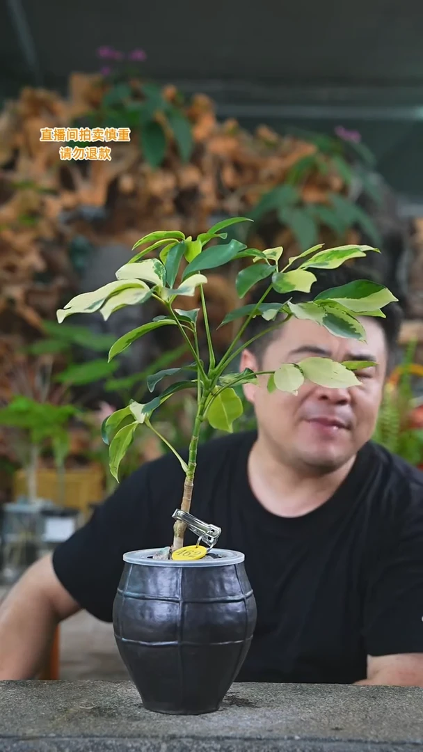 完全开放花叶鸭脚木黑色瓷器瓶462T