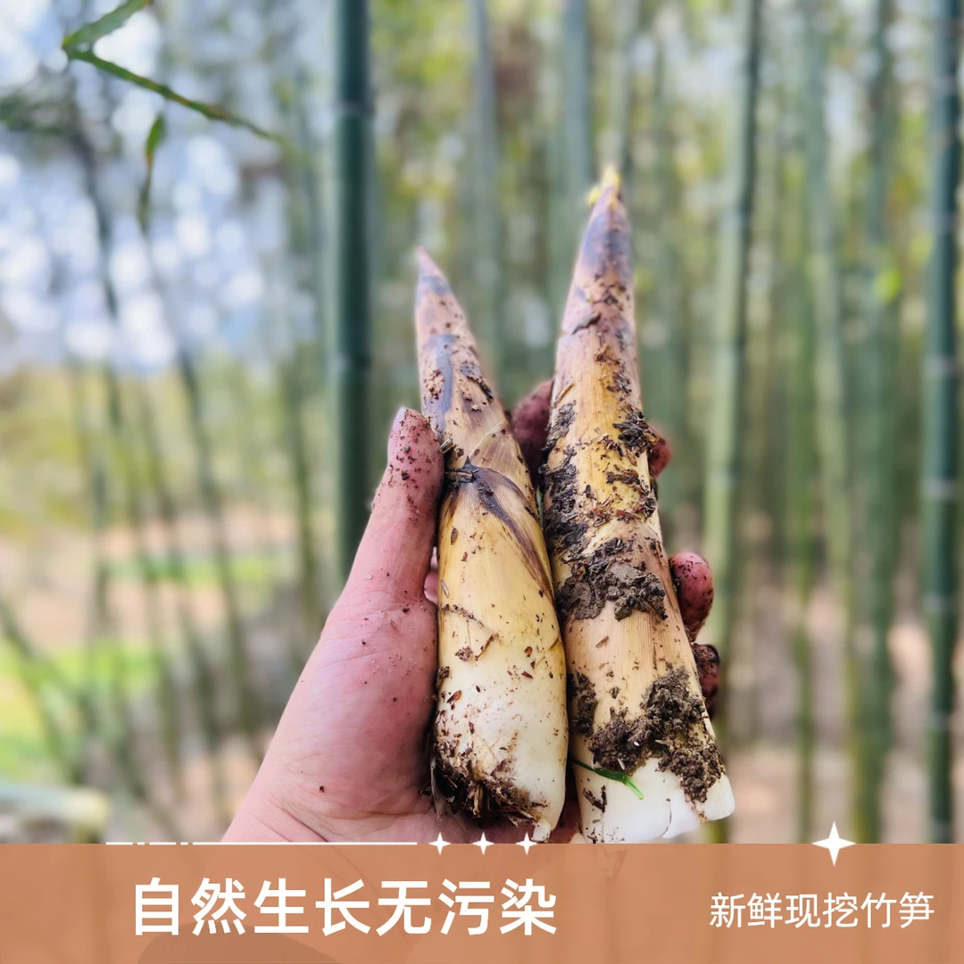 【临安春笋】特级大笋 8头净2.5 新鲜采摘品尝春味