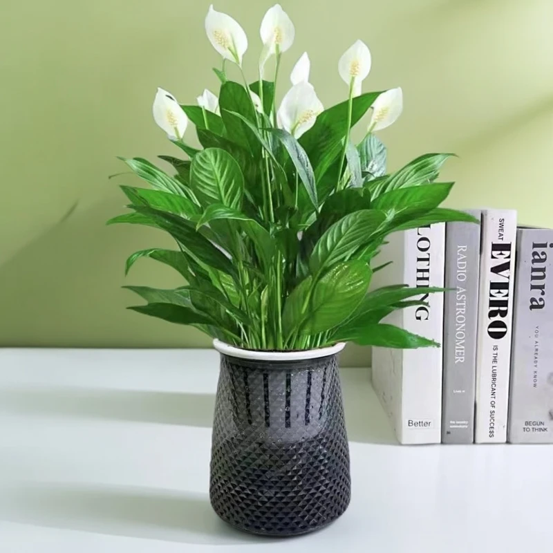 水培一帆风顺室内净化空气乔迁新房装修盆栽绿植除甲醛净化空气